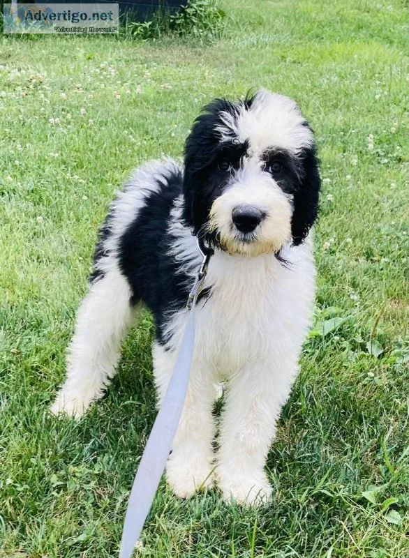 Wyatt Sheepadoodle