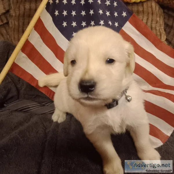 Golden Retriever puppies