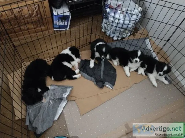 Purebred Aussie s Puppies