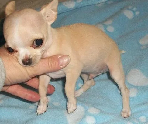 Tiny Chihuahua Puppies Available