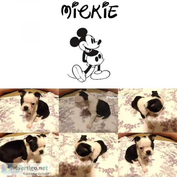 Boston pups