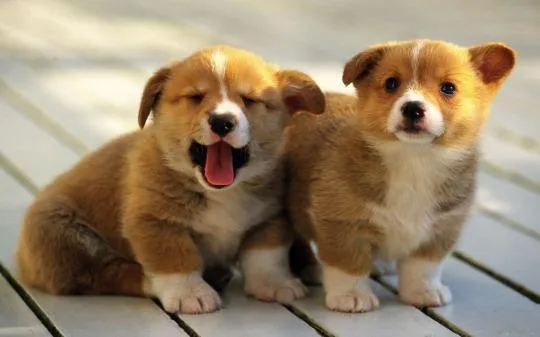 Top Quality Pembroke Puppies