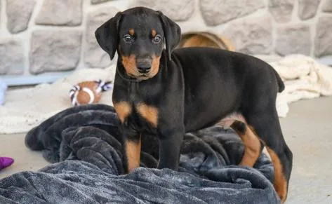 Agile Healthy Dobermann Pinscher puppies