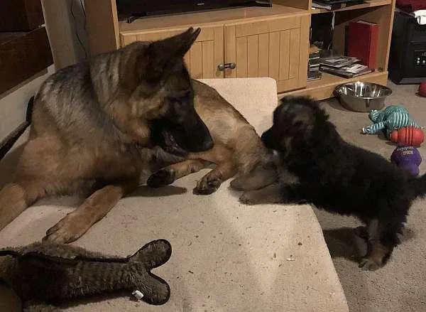 German Shepherd Puppies for Sale