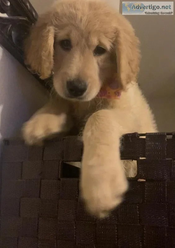 Goldendoodle puppies