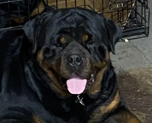 German Rottweiler Pups Available Soon