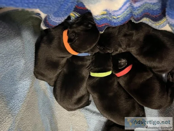 AKC black lab puppies