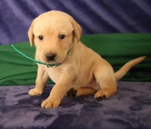 Versatile Labrador Retriever puppies