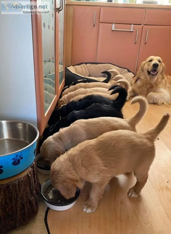 golden retriever