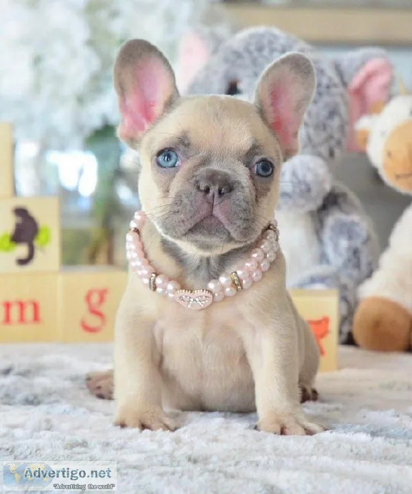 Frenchie puppies available