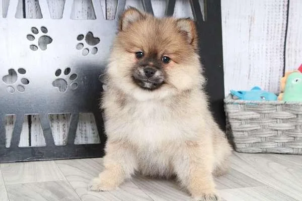 Pomeranian Pups