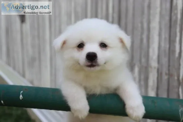 Snowball eskimo