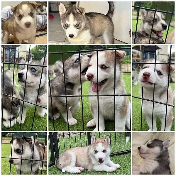 Blue Eyed AKC Siberian Husky Puppies
