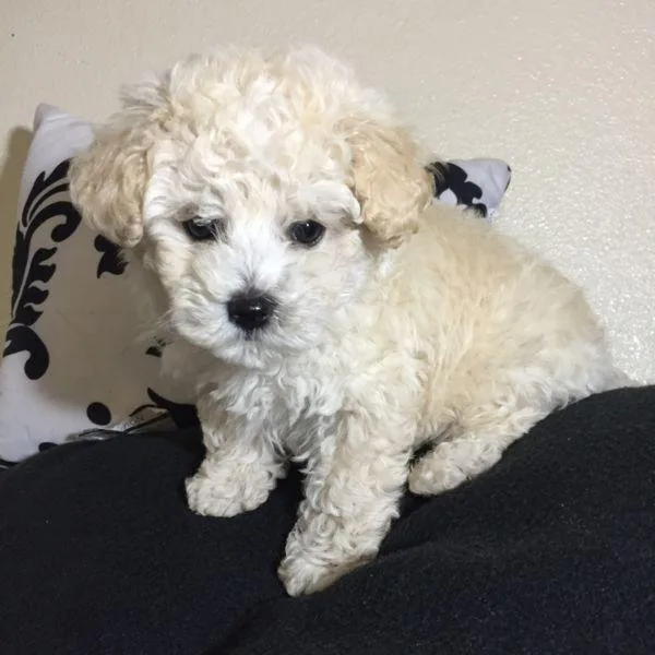 Mulshipoo Puppies(MalteseShit zuPoodle)