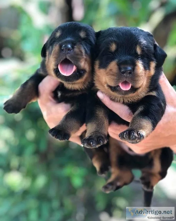 Energetic Rottweiler Puppies Available