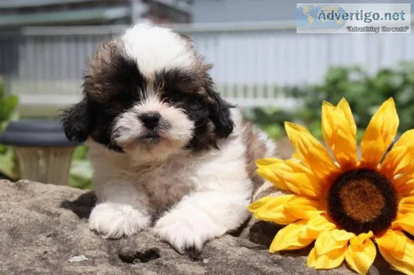 Rambo Shihtzu
