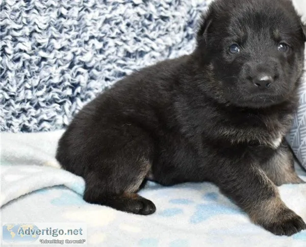 Extra cute German Shepherd puppies