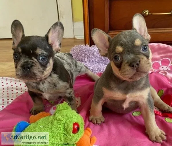 Beautful Young Frenchie Puppies