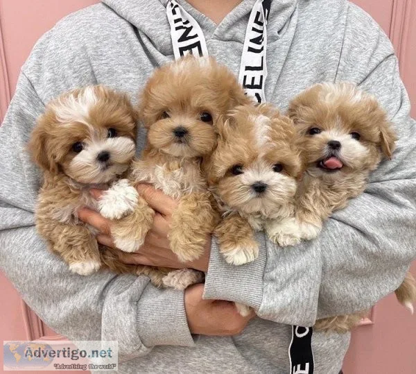 Amazing  Maltipoo Puppies