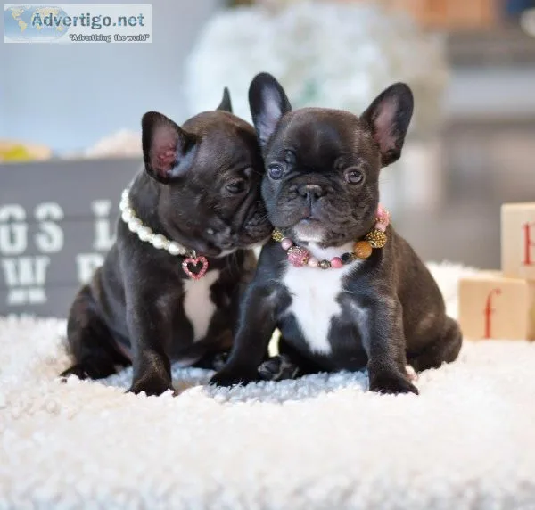 frenchie puppies available