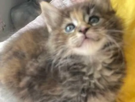 Stunning pedigree Mainecoon kittens