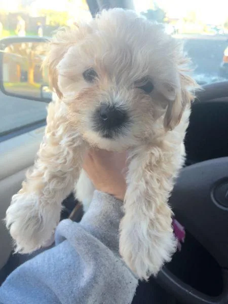 Female and Male Cavapoo Pup