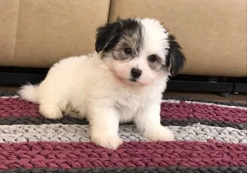 Havanese puppies available