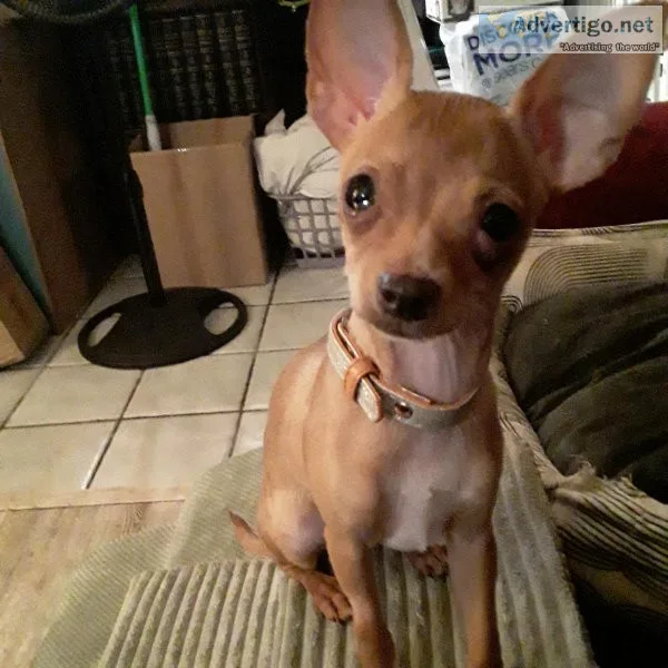 CUTE LOVING PUPPY