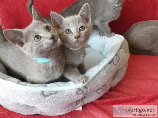Pedigree Russian Blue kittens