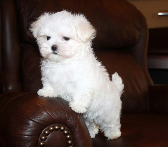 Lovely AKC Maltese puppies