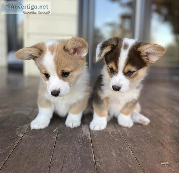 Train Pembroke Welsh Corgi puppies