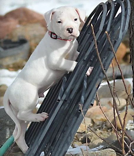 Well Socialized Dogo Argentino For Sale.