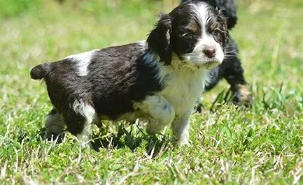 Affectionate Cocker Spaniel Puppies