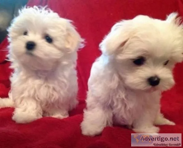 Trained Maltese Puppies available