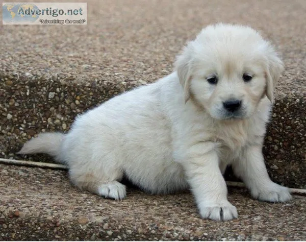 Affectionate Golden Retriever puppies