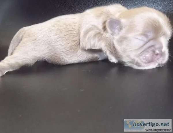 Lavender Shih Tzu Males