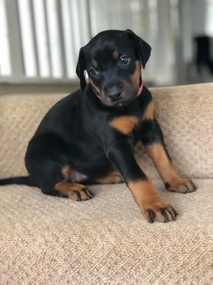 DOBERMAN PUPPIES