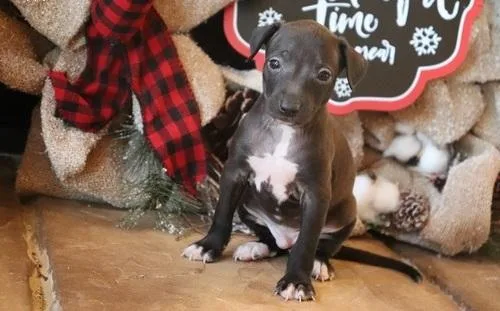 Active Italian Greyhound puppies For Sale.