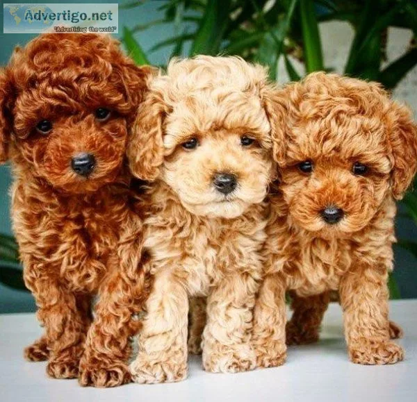 Fantastic Toil Poodle Puppies available