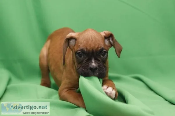 Boxer puppies