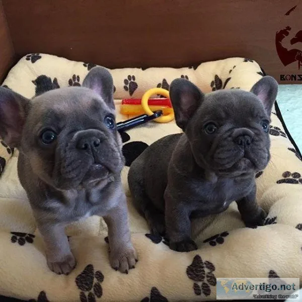 Wonderful Looking French Bulldog Puppies