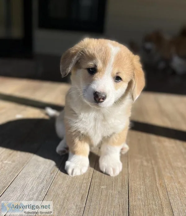 Active Pembroke Welsh Corgi puppies