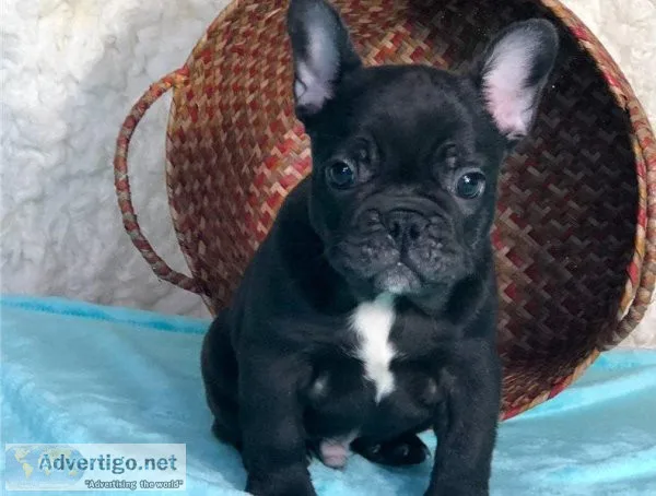 Adorable French Bulldog Puppies.