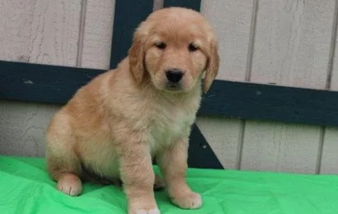 Attractive Golden Retriever puppies
