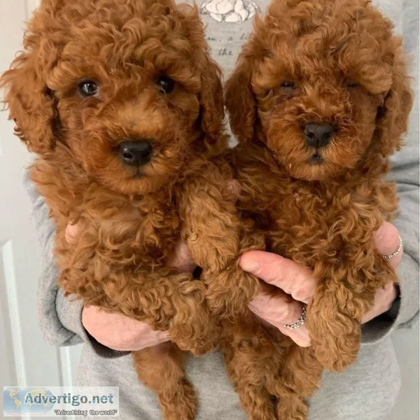 Healthy Toy Poodle puppies for sale.