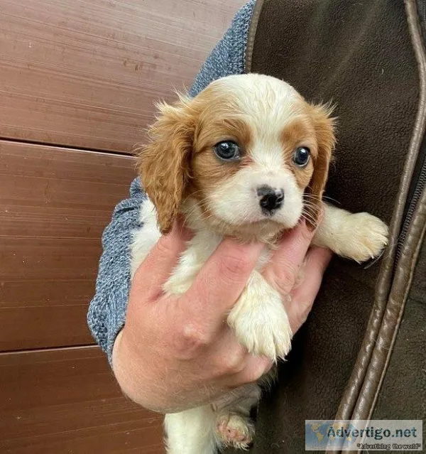 herjc Cavalier King Charles Puppies