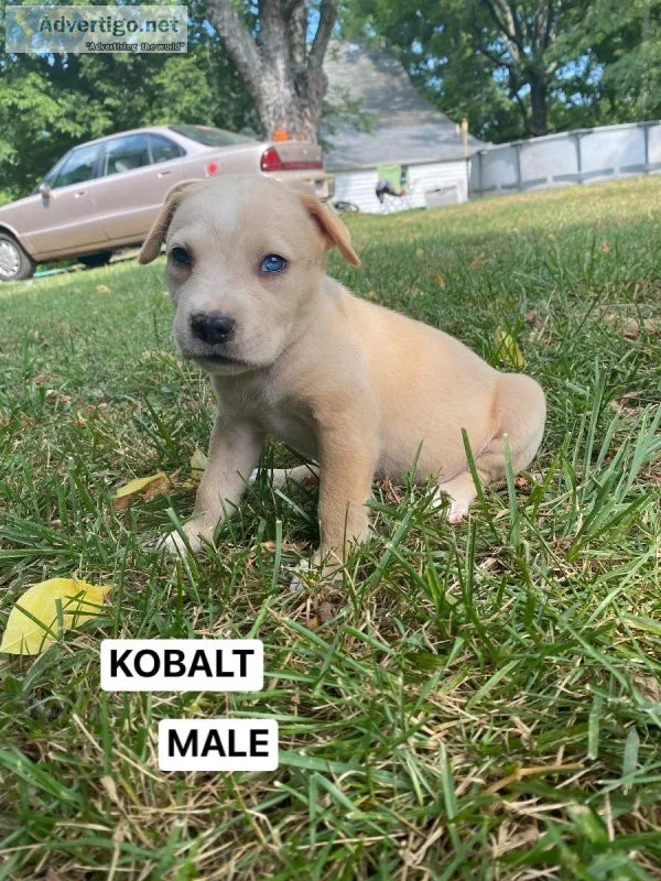 American Bully puppies