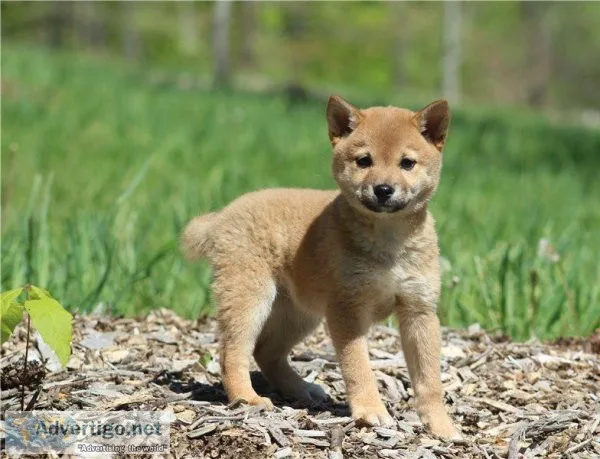 AKC Shiba Inu puppies