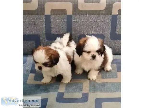 Charming Teacup Shih Tzu Pups