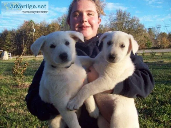 White German Shepherd Puppies For Sale.